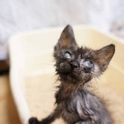 ムーニーの記録3（6/30)