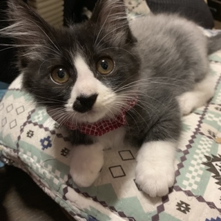 性格ハナマル！甘えん坊な子猫4兄弟〜すずくん〜
