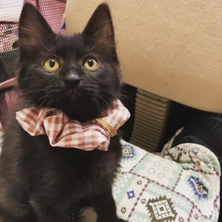 性格ハナマル！甘えん坊な子猫4兄弟〜すみくん〜