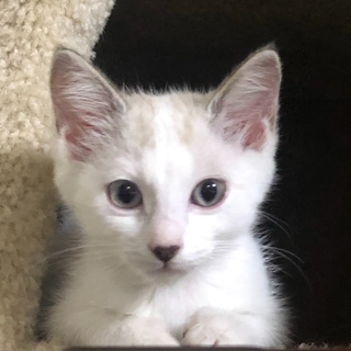 シャムミックス風美猫のピンちゃん