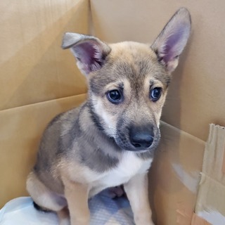 子犬ちゃんの家族を探しています