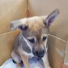 子犬ちゃんの家族を探しています サムネイル2