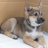 子犬ちゃんの家族を探しています サムネイル3