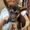 シェパード系の子犬ちゃん里親募集中 サムネイル2
