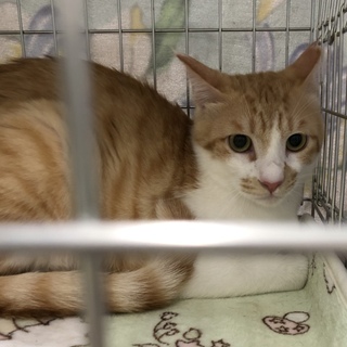 茶白のタケちゃん♂里親募集です