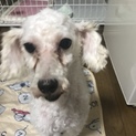 トイプードル