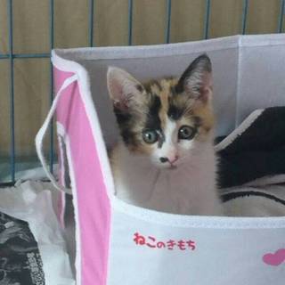 カギ尻尾の可愛いミケ仔猫あずきちゃん