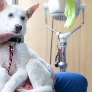 子犬ちゃんの里親募集中