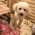 おとなしいトイプードル カイ君