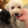 おとなしいトイプードル カイ君 サムネイル2