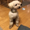 おとなしいトイプードル カイ君 サムネイル3