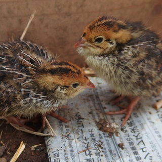 うずらの雛