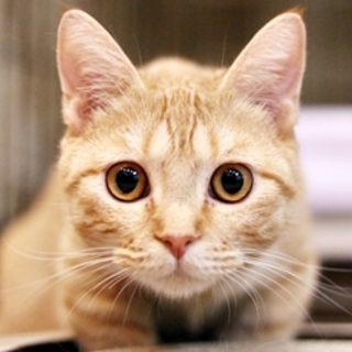 人懐こくて、可愛い女の子