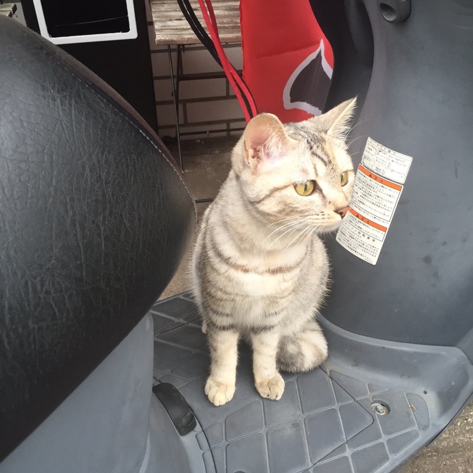 秘書のカバー写真