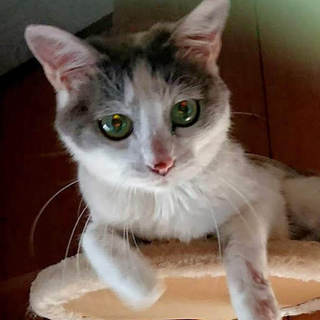 甘えん坊の和風美猫