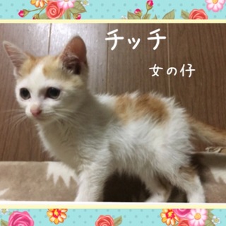 約2ヶ月の可愛いチッチ（女の仔）