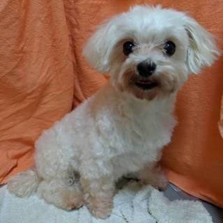 募集停止中　人が大好きで陽気なマルチの女の子