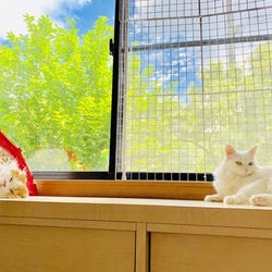 夏空とネコと、ひとりごと