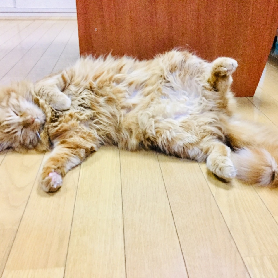 サッスー（Sassue）のカバー写真