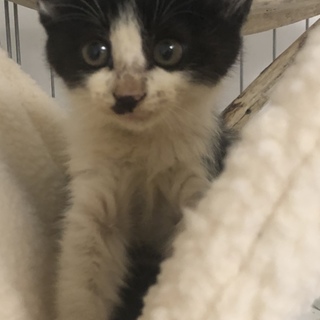 6つ子のうち4匹保護しています