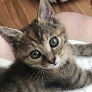 人が大好きな甘えん坊のつむぎです