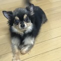 再募集です。大人しく気立ての良い7歳チワワ男の子