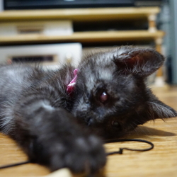 「ムーニーの記録4(7/11)」サムネイル2