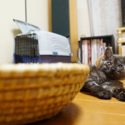 「ムーニーの記録4(7/11)」サムネイル3