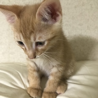 生後2ヶ月のトラネコちゃんです。