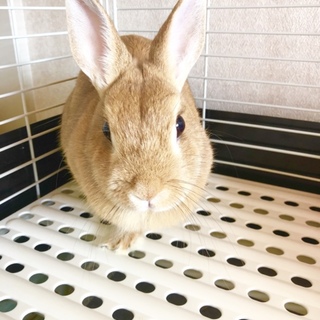 ネザーランドドワーフ１歳女の子