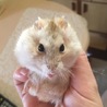 みきぴー