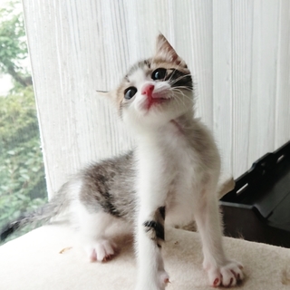 雨の日に落ちていたべっこうちゃん
