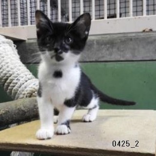 お胸のマークがチャームポイント