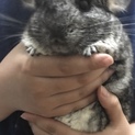 チンチラ グレー メス