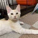 クリーム色の可愛い男の子ゲオ君