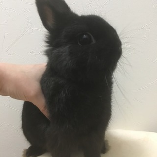 ネザーランドドワーフ・セルフブラックの男の子