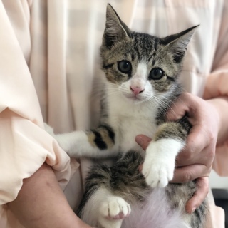 子猫3兄弟います