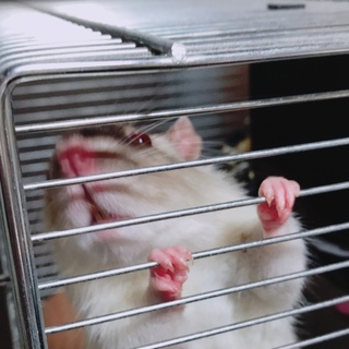 オスのラットです。