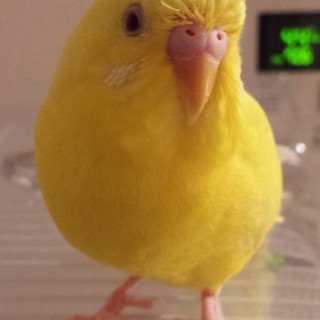 セキセイインコ 2羽