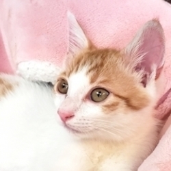 本郷にゃんこ里親会 サムネイル2