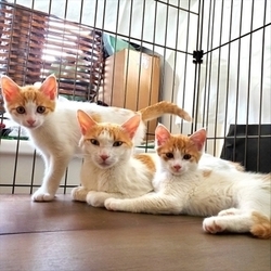 本郷にゃんこ里親会 サムネイル3