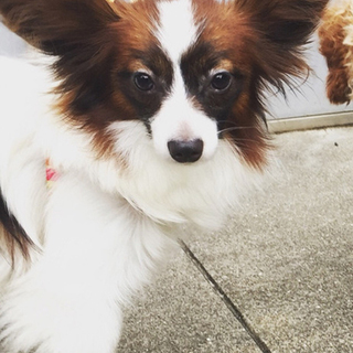 優しいパピヨン♂優心　推定1歳