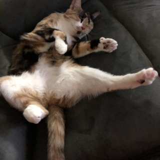 2歳の姉妹の里親さん募集です！