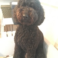 ノア
