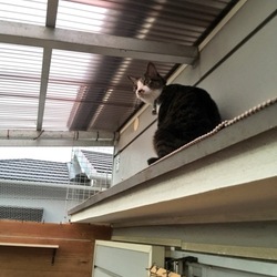 「トムさん、日常のこととか」サムネイル3