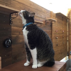 「トムさん、日常のこととか」サムネイル1