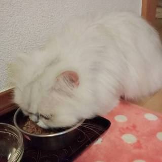 ペルシャチンチラ 猫 シルバーホワイト メス
