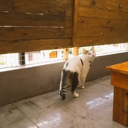 「トムさん、日常のこととか」サムネイル2