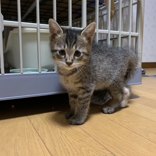 キジトラの子猫　勇気くん　家族募集中