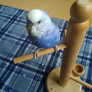 セキセイ2羽、ジャンボセキセイ1羽